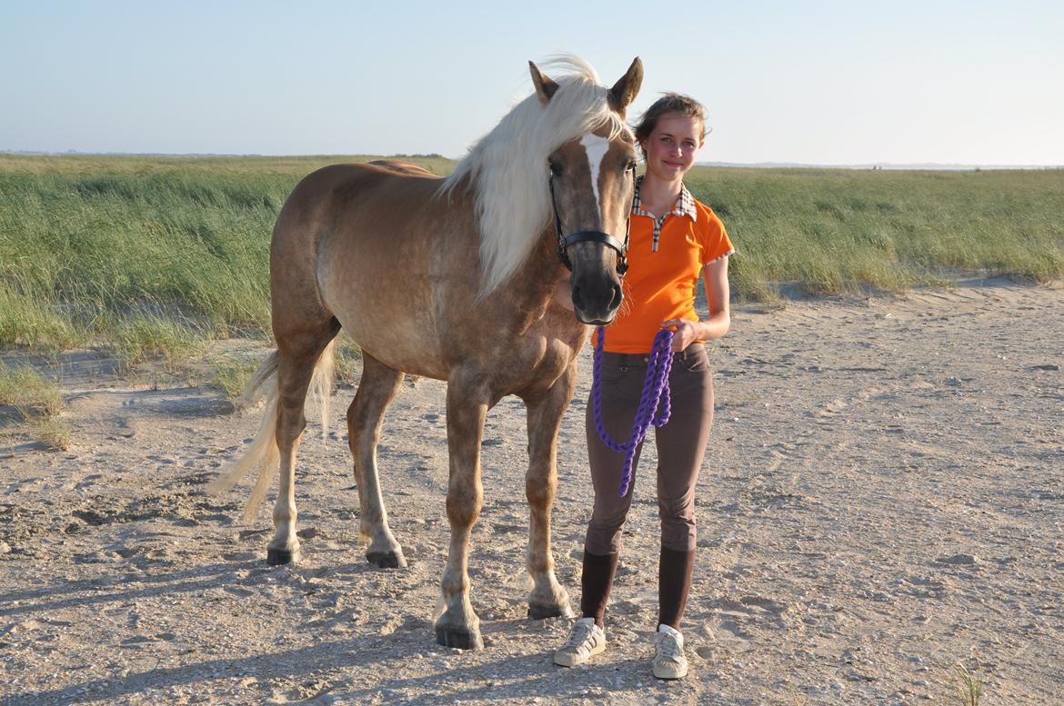 Tyroler Haflinger Amazone (Bailey) - Rømø sommer 2013 billede 5