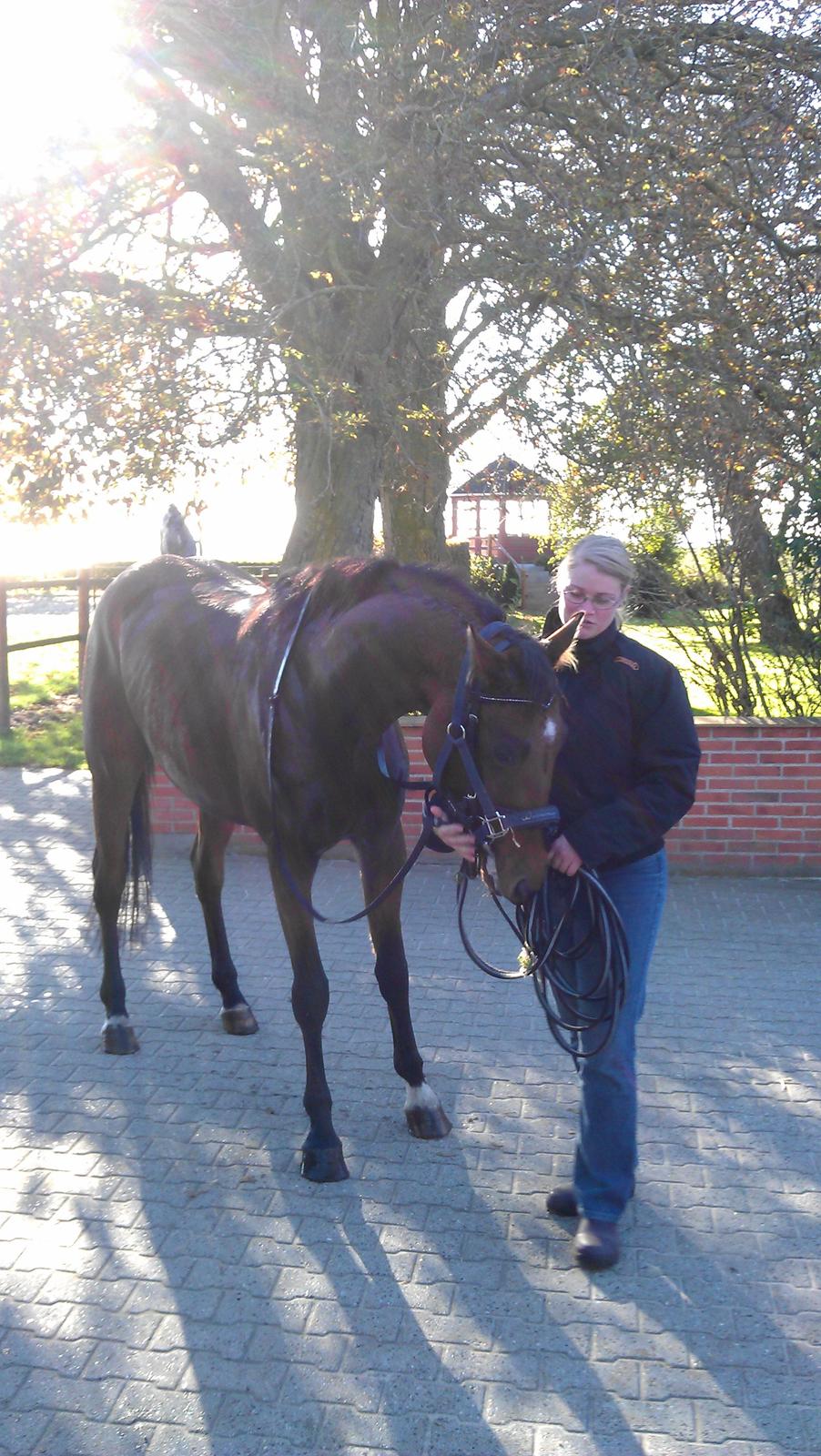 Dansk Varmblod Feldborgs Shanti billede 11