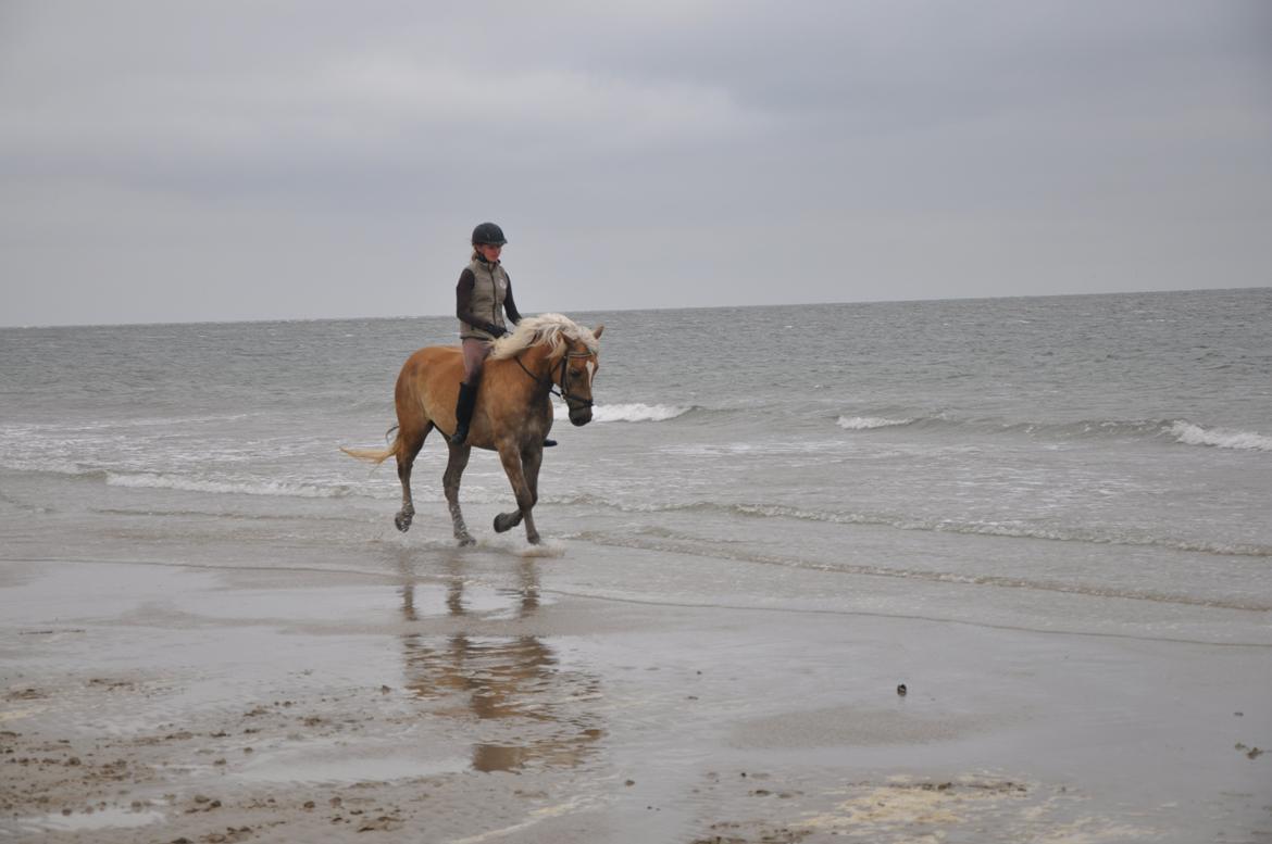 Tyroler Haflinger Amazone (Bailey) - Rømø sommer 2013 billede 7