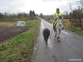 Shetlænder Tilde billede 4