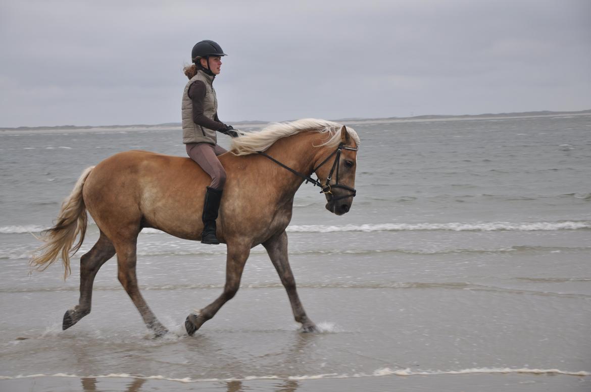 Tyroler Haflinger Amazone (Bailey) - Rømø sommer 2013 billede 14