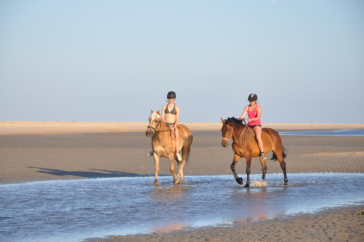 Tyroler Haflinger Amazone (Bailey) - Rømø sommer 2013 billede 16