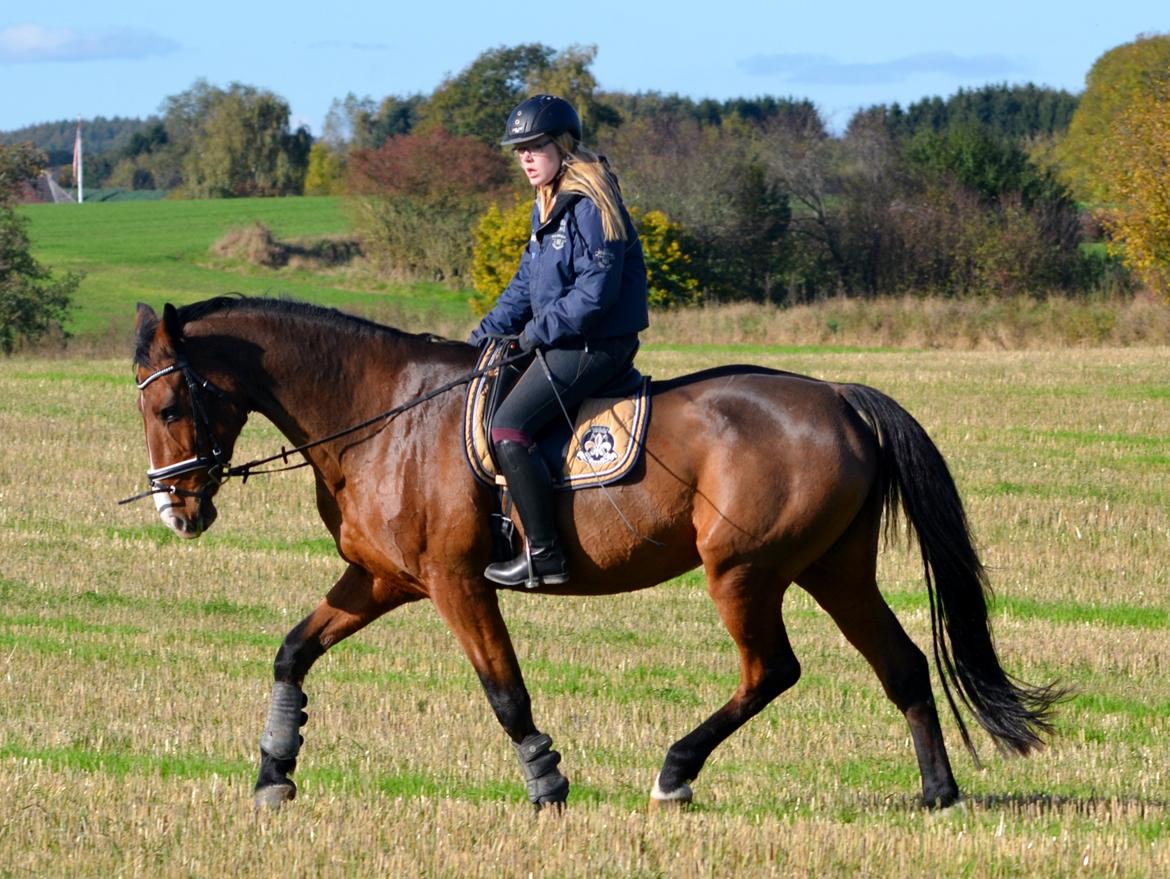 Holstener Costa Rica 32 billede 20