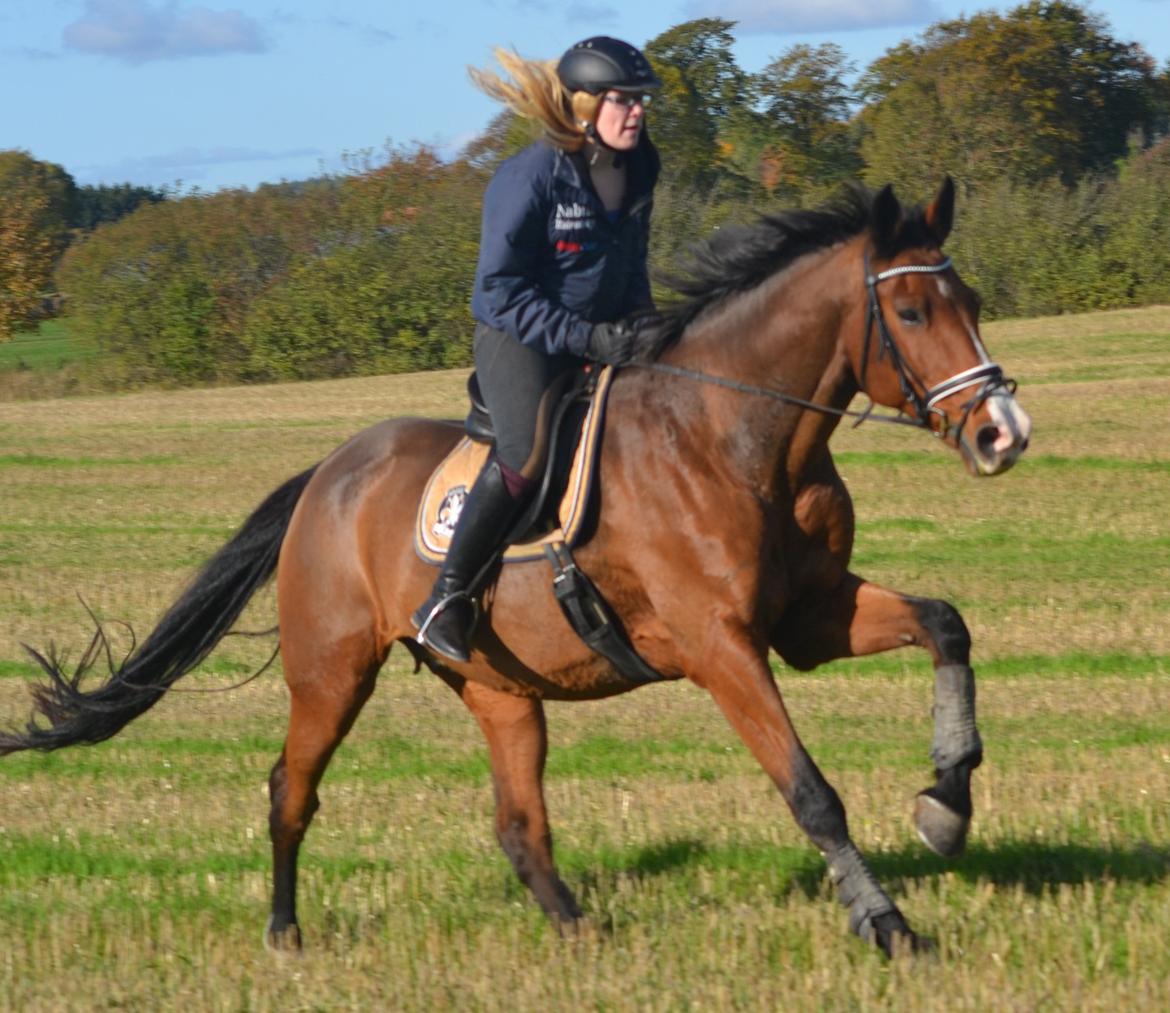 Holstener Costa Rica 32 billede 21