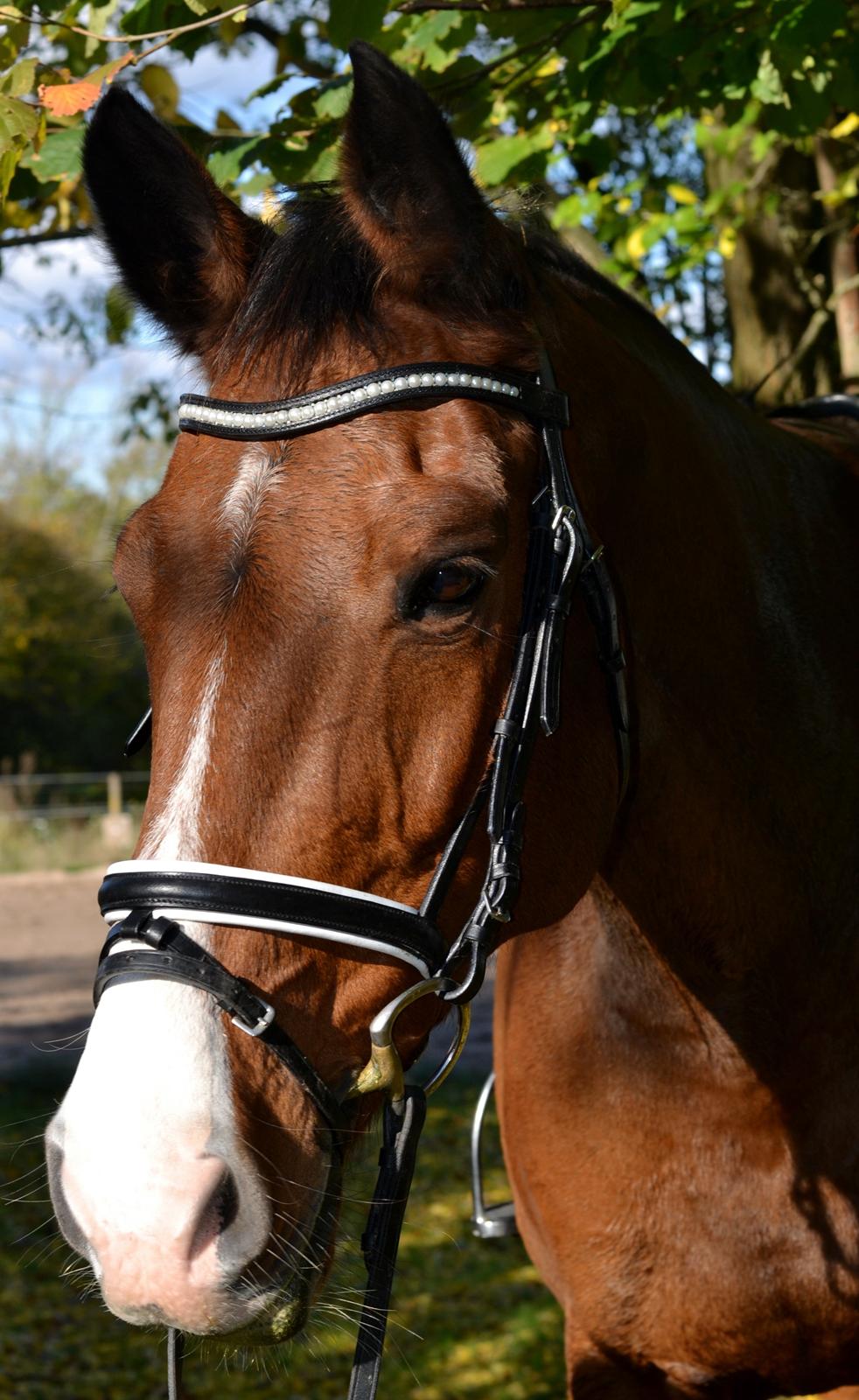 Holstener Costa Rica 32 billede 22