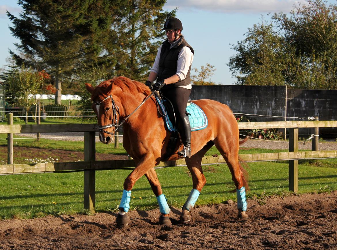 Anden særlig race Athene (SOLGT) - Dressur træning i oktober :) billede 2