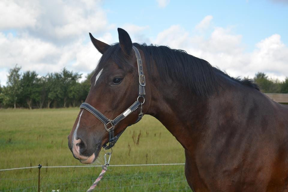 Hollandsk Varmblod Za-Zar - Za-Zar oktober 2013 billede 16