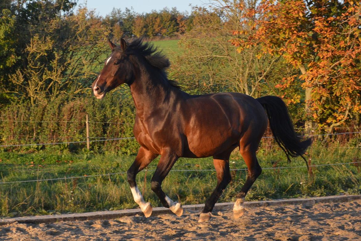Hollandsk Varmblod Za-Zar - oktober 2013 billede 15