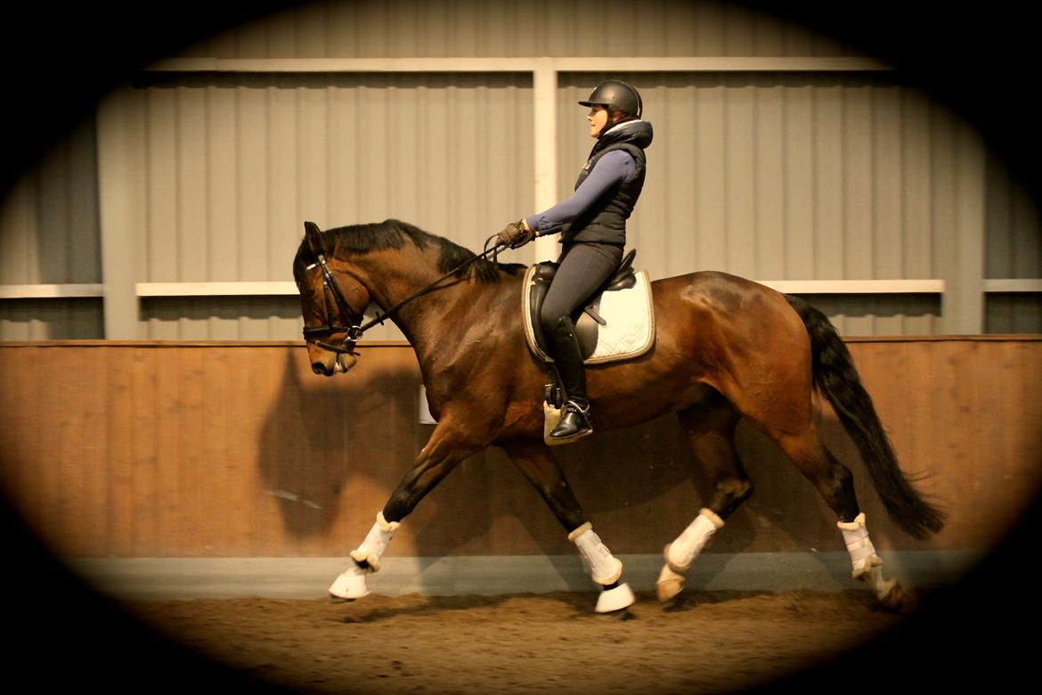 Dansk Varmblod Ruder Es Havdal - Oktober 2013 billede 2