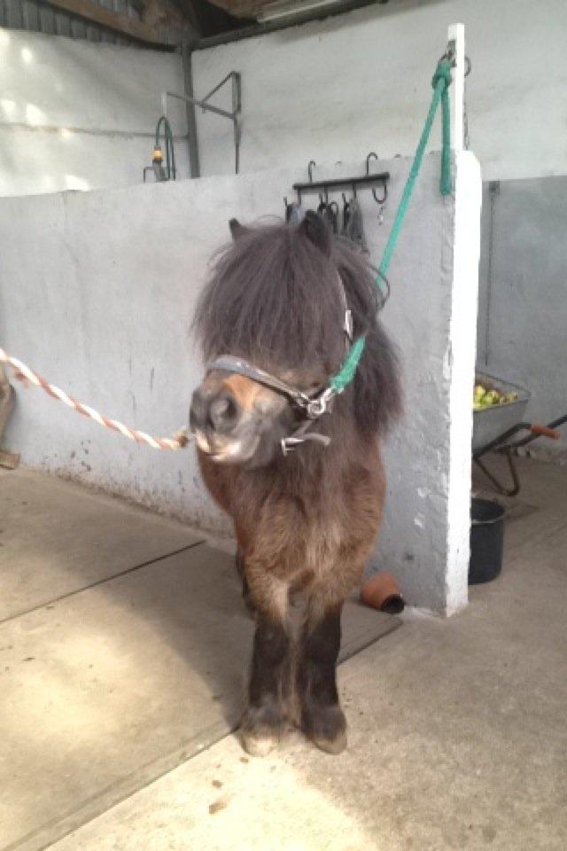 Knabstrupper Gizmo - lille pot - My soulmate <33 - Charme, selvtillid og lækkert hår <3 <3   billede 30