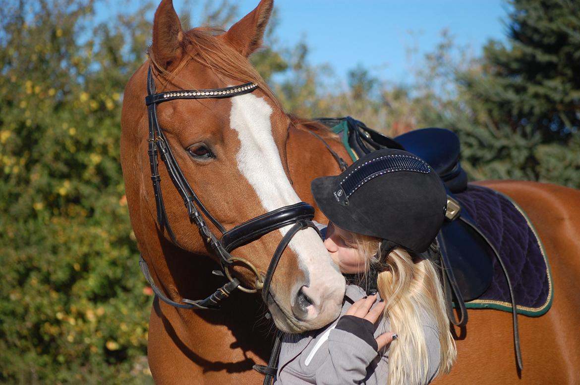 Hollandsk Varmblod Tina HL - Kysss billede 1