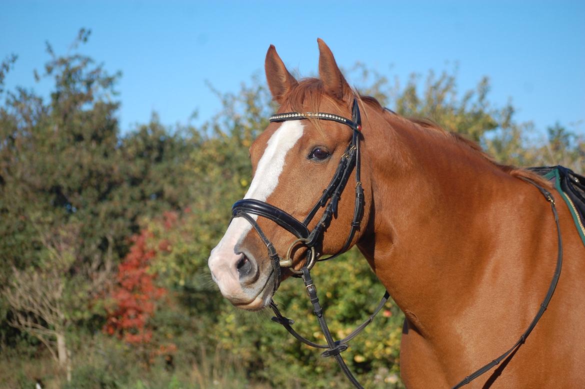 Hollandsk Varmblod Tina HL billede 3