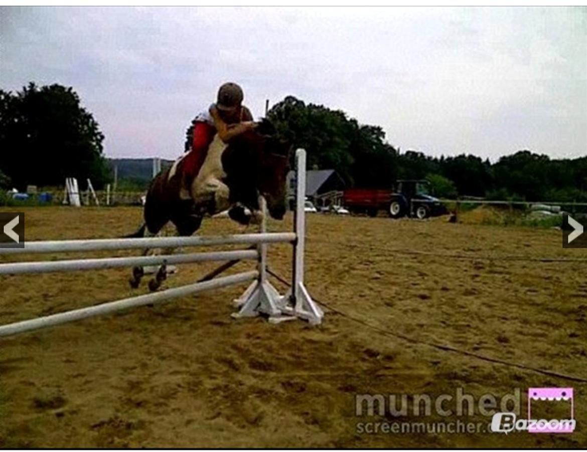 Anden særlig race Paw *Palle* billede 2