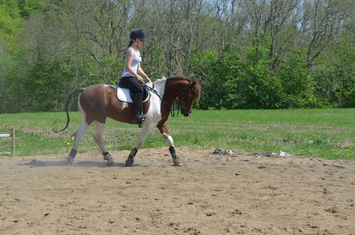 Anden særlig race Paw *Palle* billede 3