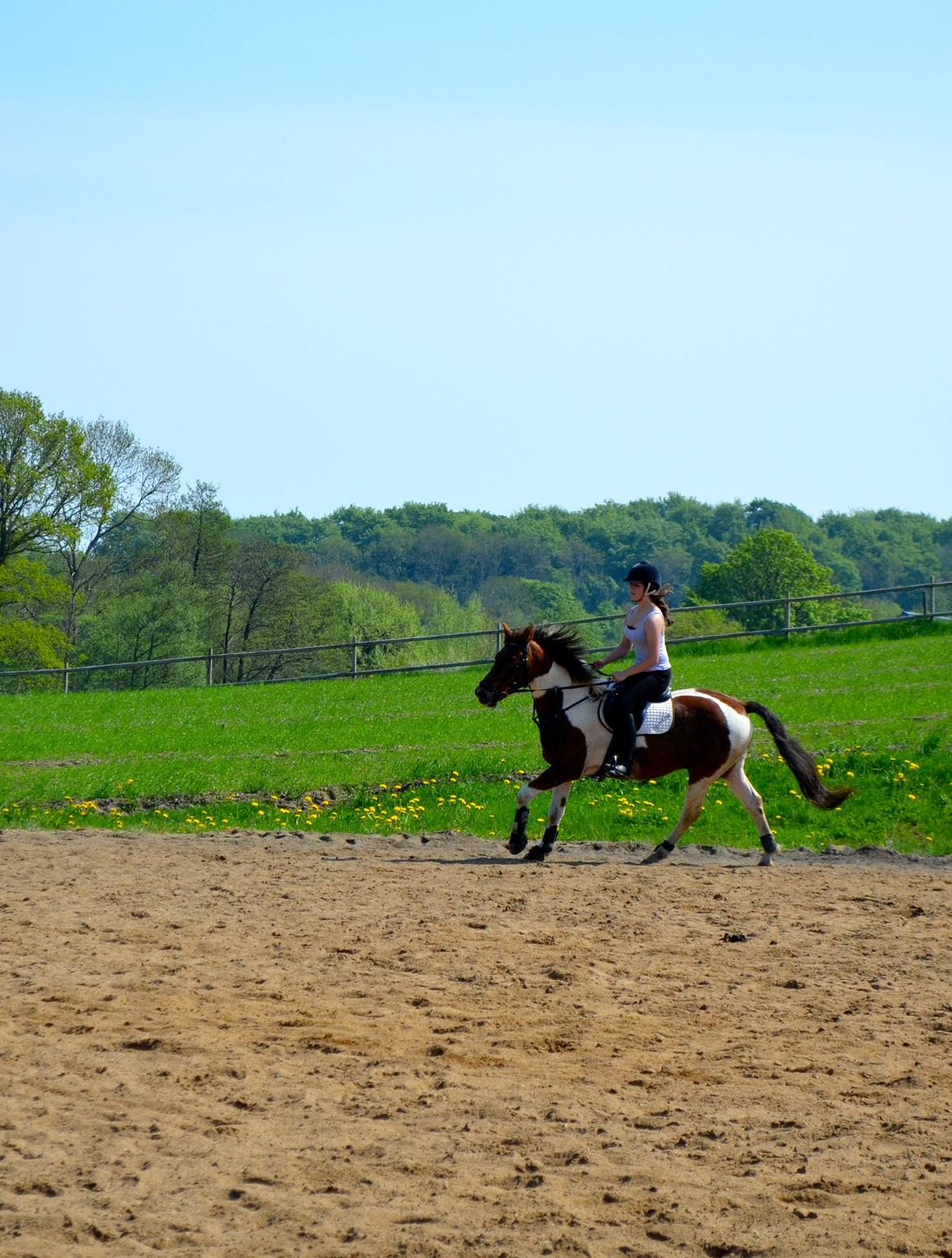 Anden særlig race Paw *Palle* billede 5