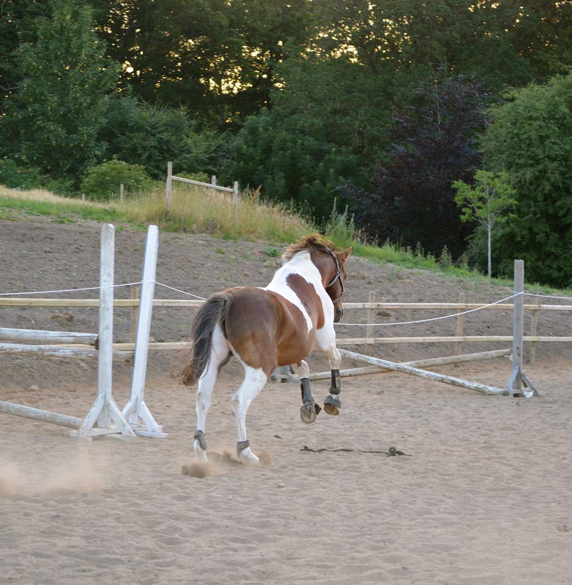 Anden særlig race Paw *Palle* billede 6