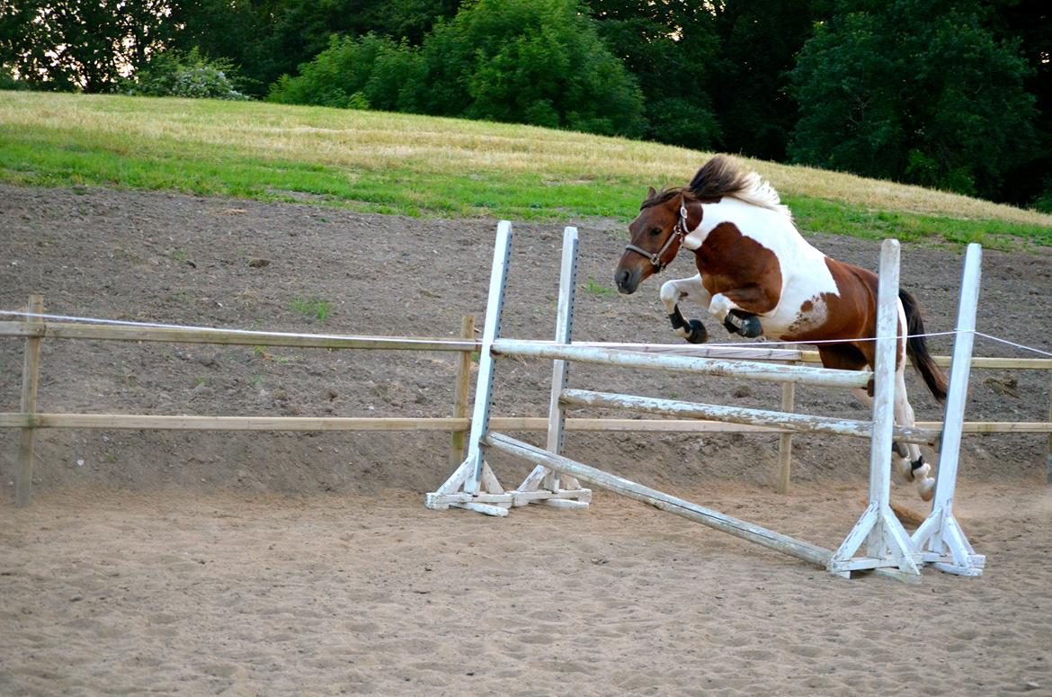 Anden særlig race Paw *Palle* billede 7