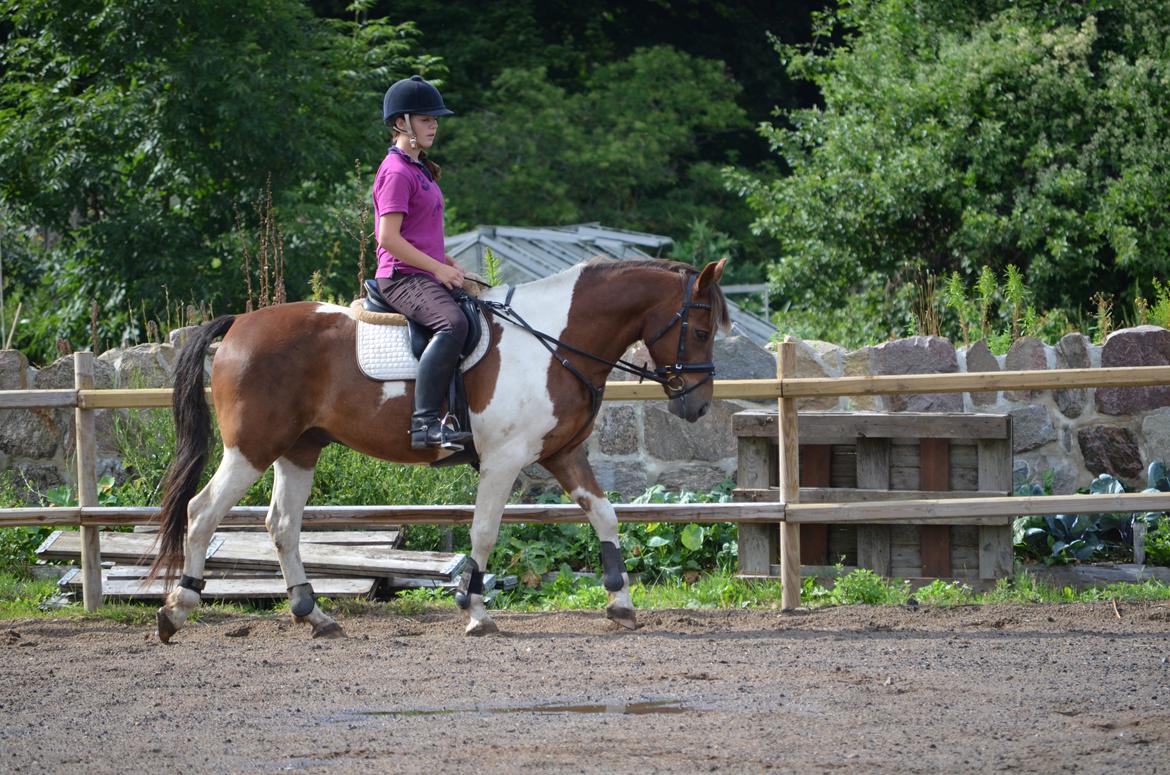 Anden særlig race Paw *Palle* billede 8