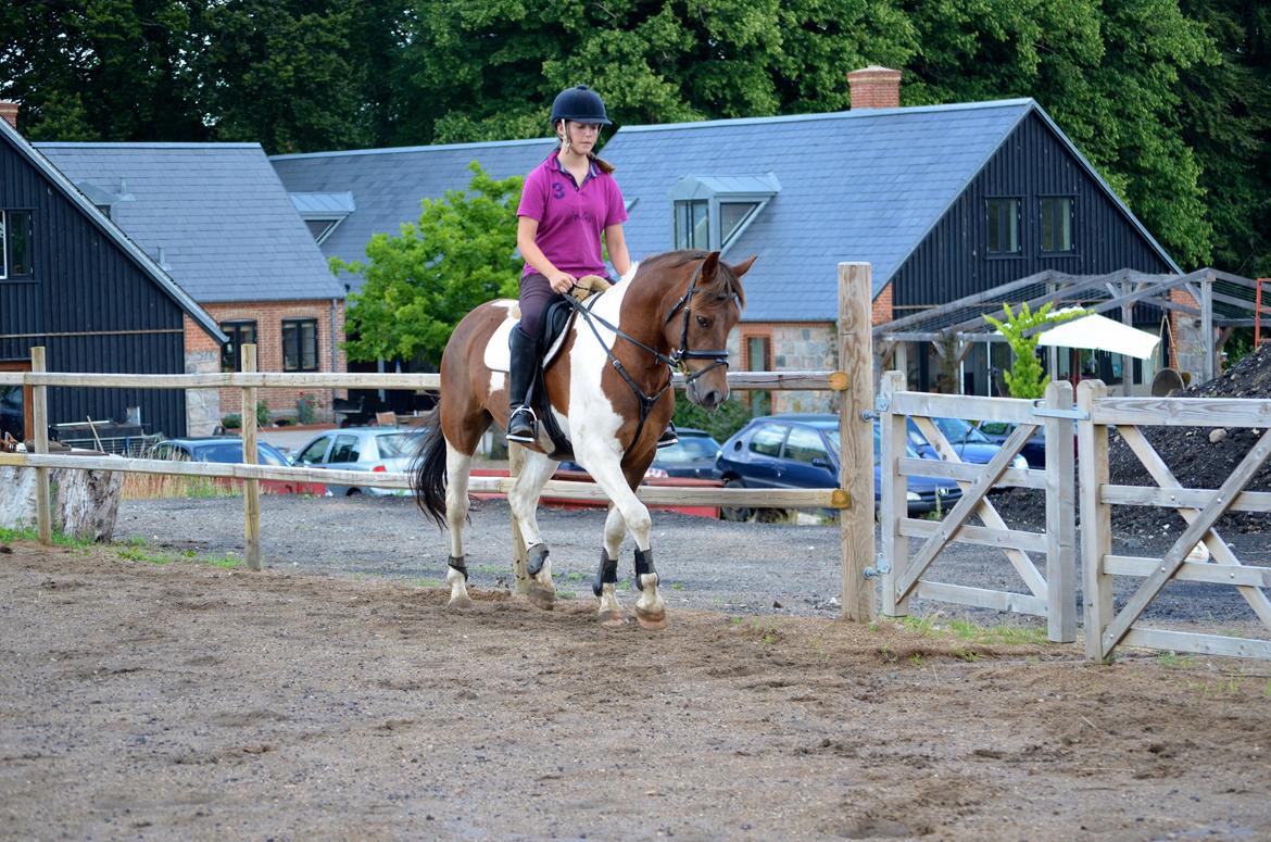 Anden særlig race Paw *Palle* billede 9