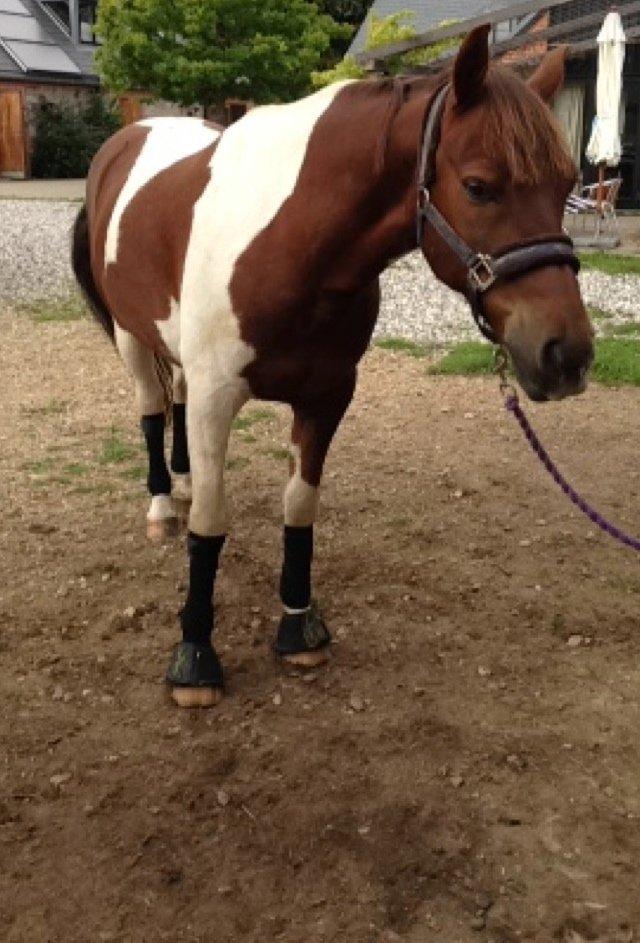 Anden særlig race Paw *Palle* billede 10