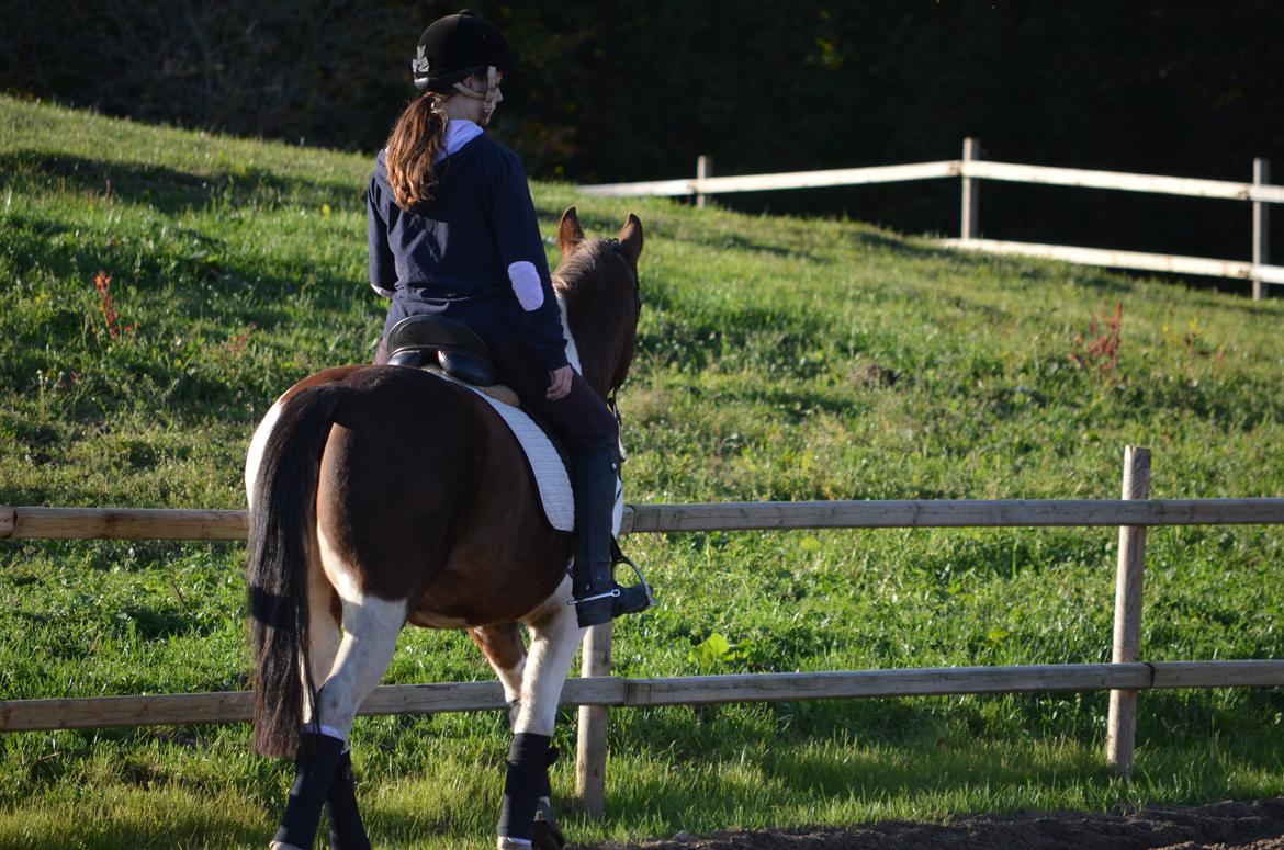 Anden særlig race Paw *Palle* billede 11