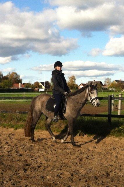 New Forest Maribell's Briony billede 25