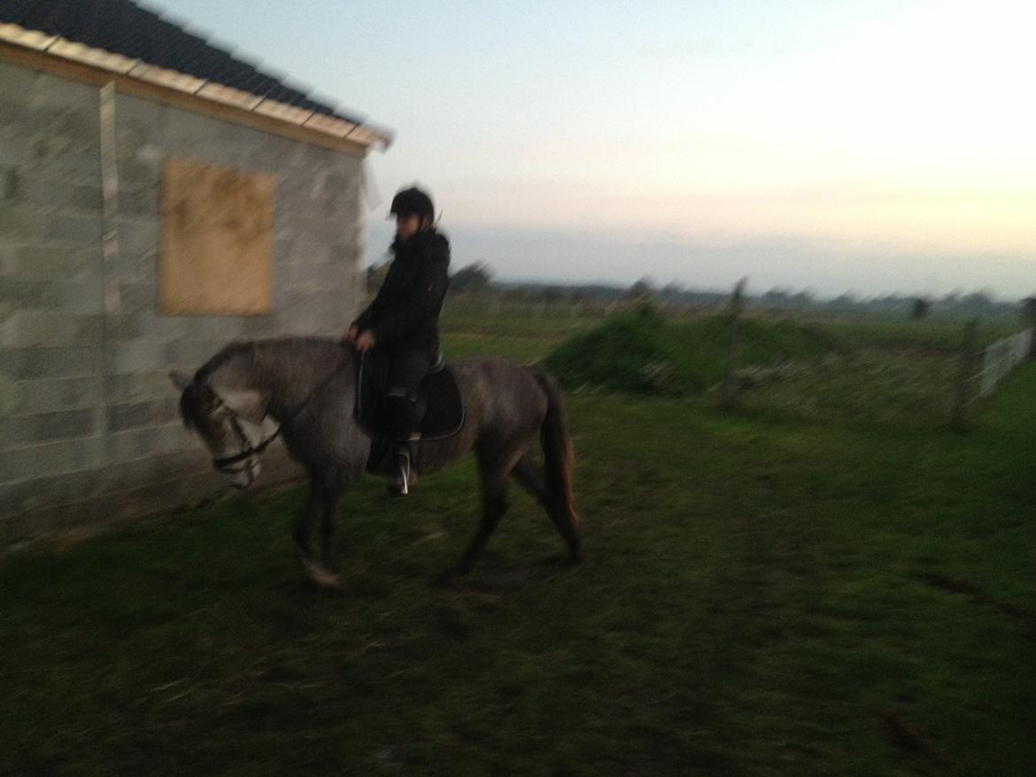 New Forest Maribell's Briony billede 26