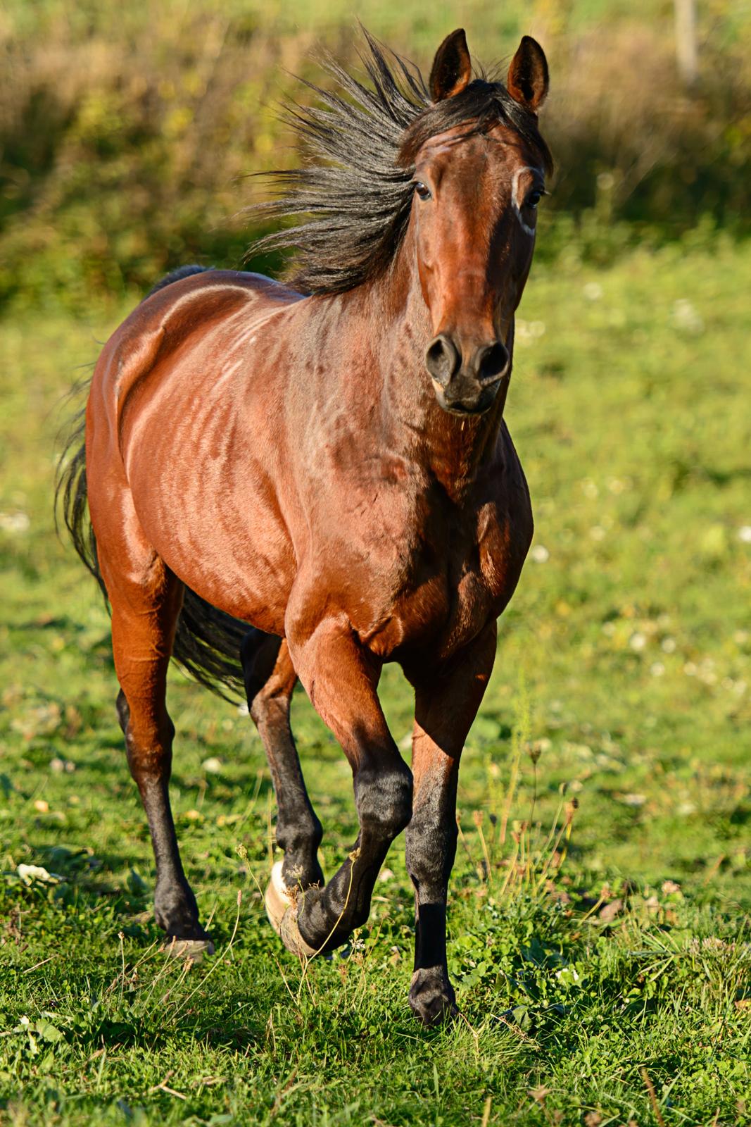 Traver Ofero Langdel *Øffe* billede 7