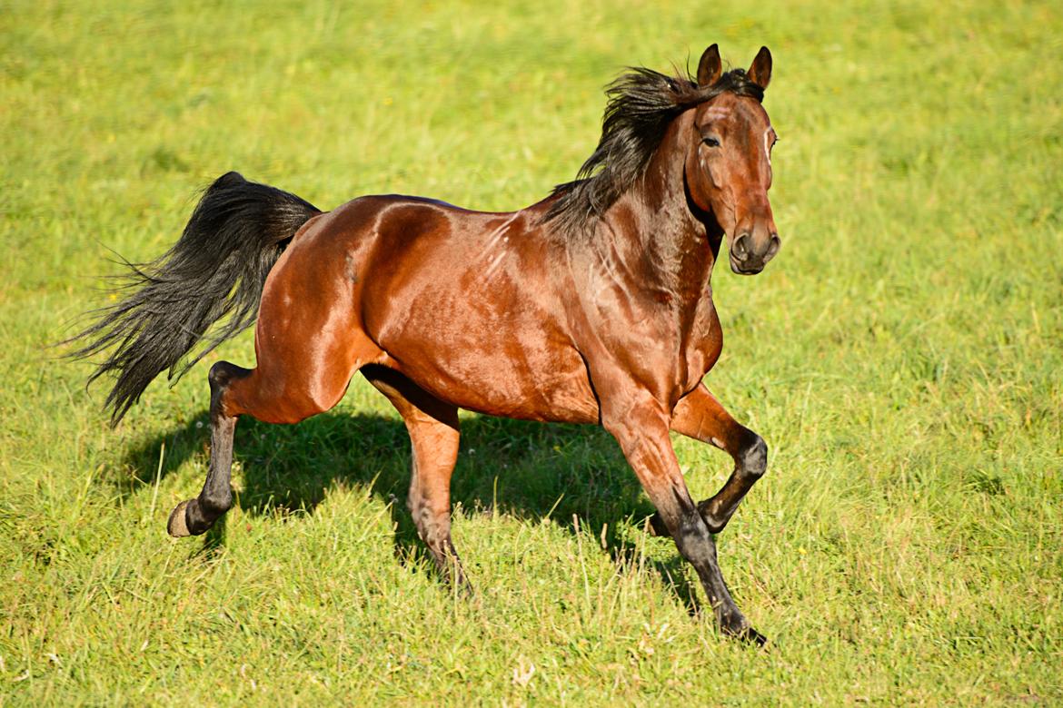 Traver Ofero Langdel *Øffe* billede 11