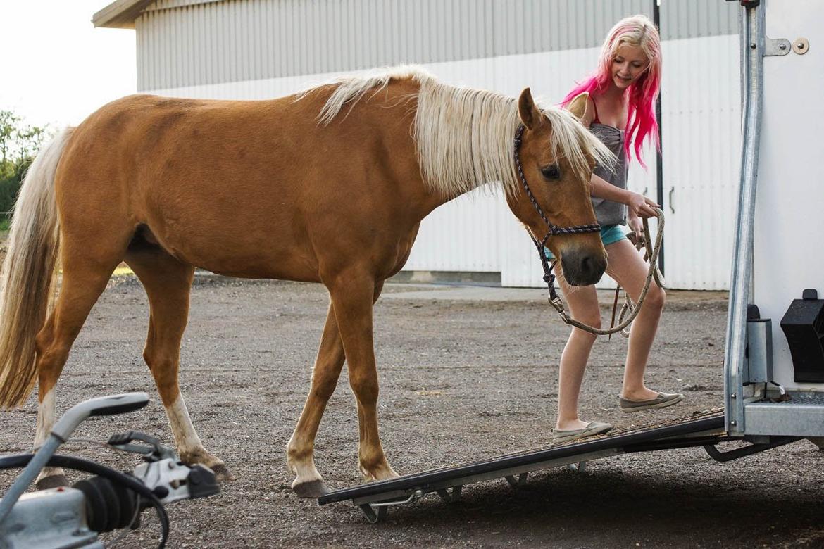 Palomino Maribos pride - 1 juni 2013 billede 19