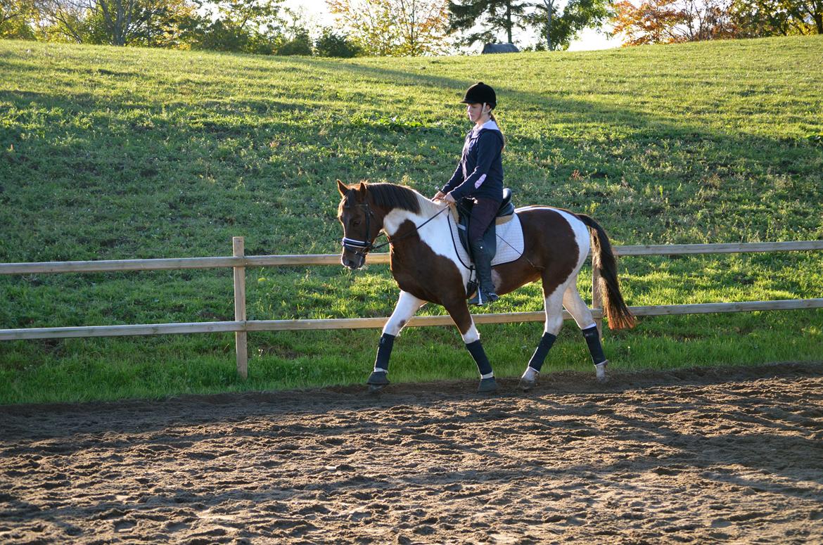 Anden særlig race Paw *Palle* billede 13
