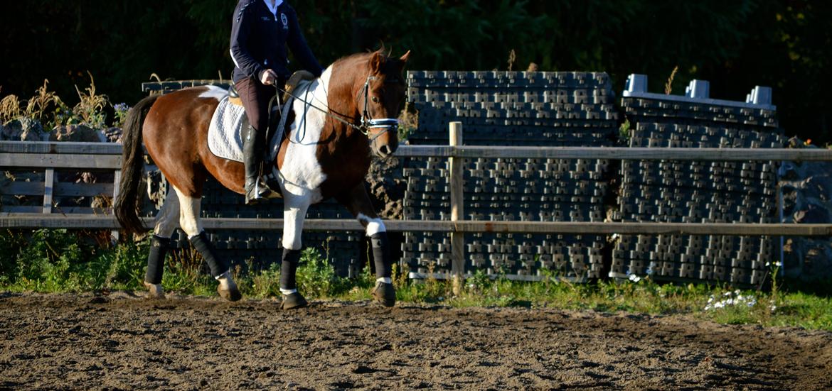 Anden særlig race Paw *Palle* billede 4