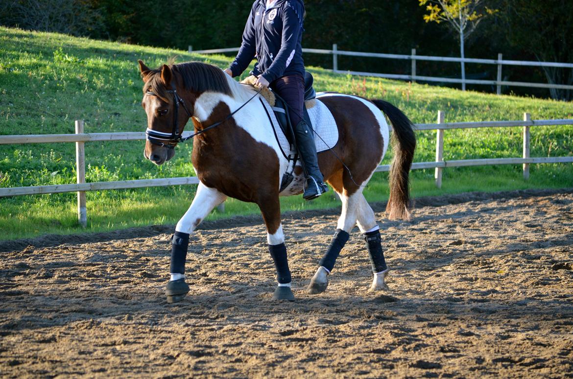 Anden særlig race Paw *Palle* billede 14