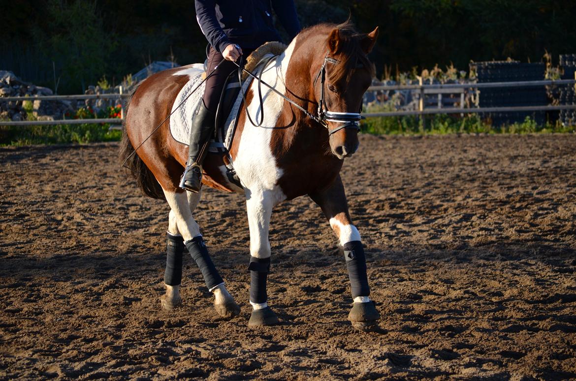 Anden særlig race Paw *Palle* billede 15