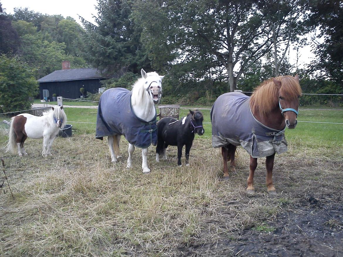 Dansk Miniature Egehøjs Palermo Picasso - Hele banden :) billede 12