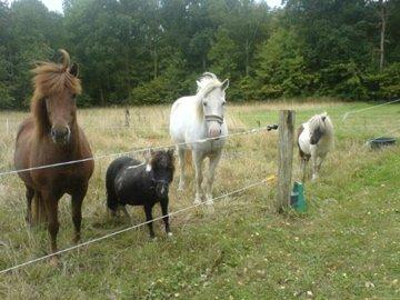 Dansk Miniature Egehøjs Palermo Picasso - Hele banden :) billede 10