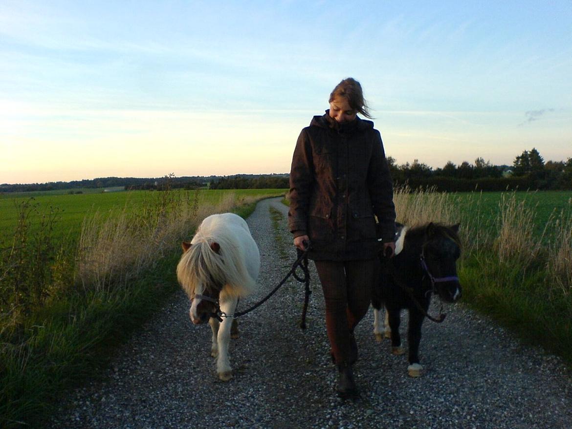 Dansk Miniature Egehøjs Palermo Picasso - På gåtur med Sun & Palermo :) billede 4