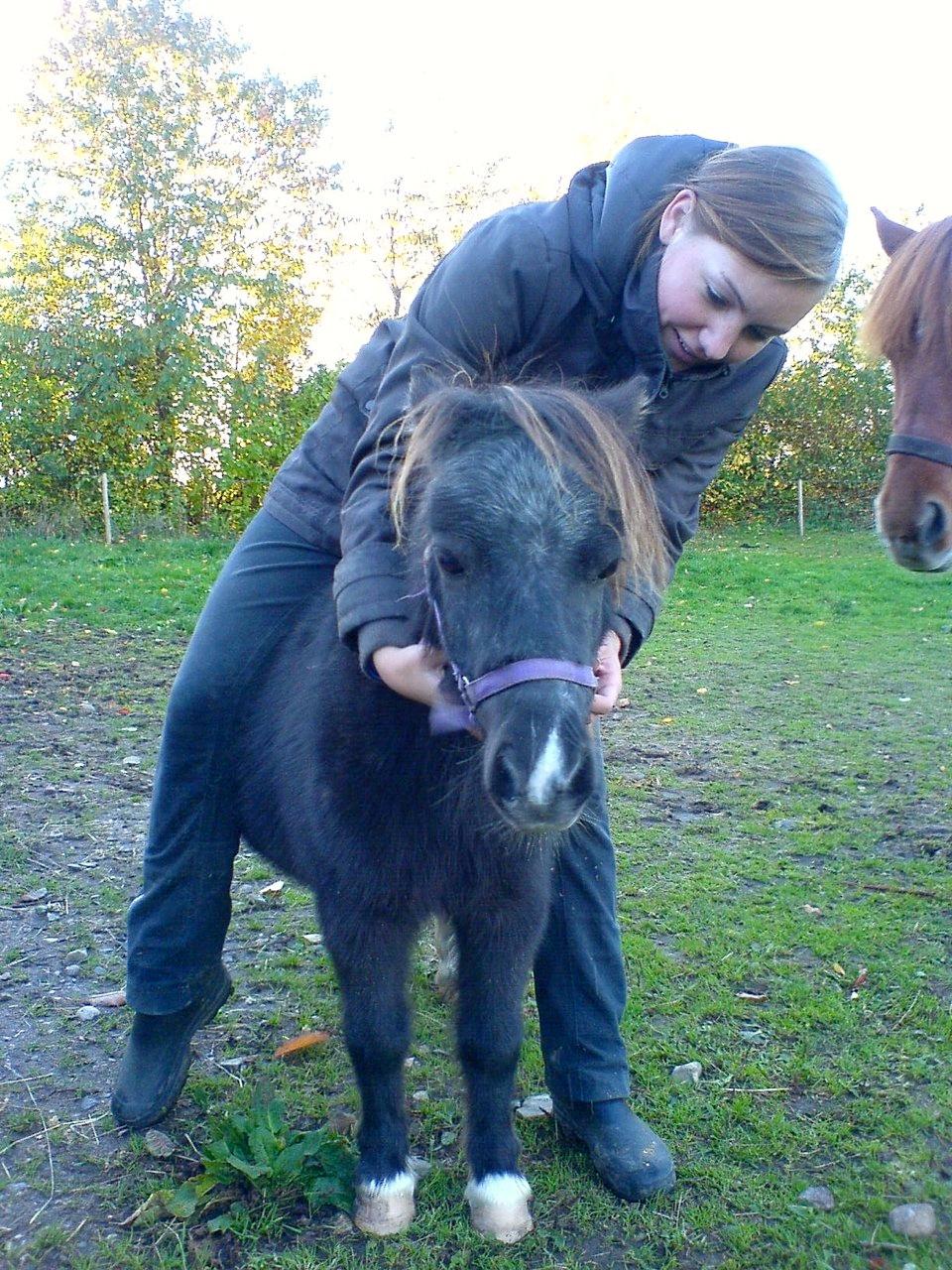 Dansk Miniature Egehøjs Palermo Picasso - Tillidstræning! (bare rolig folkens!! Jeg sidder IKKE på hende.. Jeg støtter på jorden!)  billede 5
