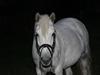 Welsh Partbred (Sec F) Klintholms Miss Shania [Tidl. hest]