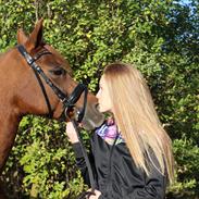 Tysk Sportspony Aladin *Den Bedste*