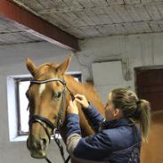 Anden særlig race Toftegaards Foxie  R.I.P