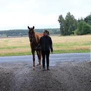 Anden særlig race Toftegaards Foxie  R.I.P