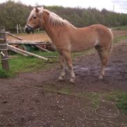 Haflinger Levina