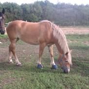 Haflinger Levina