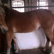 Haflinger Levina