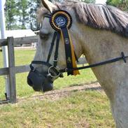 Connemara Moneyveen Smokie