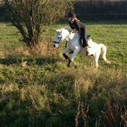 Anden særlig race Snehvide *solgt*