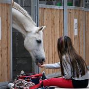 Anden særlig race Baunty (Pony) 