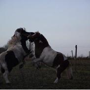 Anden særlig race Skipper<3