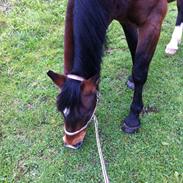 Dansk Varmblod Isabell [min part]